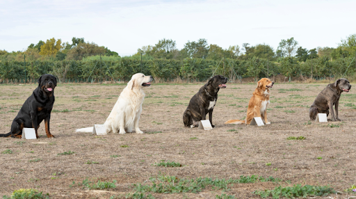 Dog Training Businesses in Atlanta