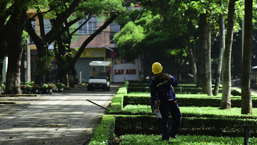 Professional Tree Maintenance