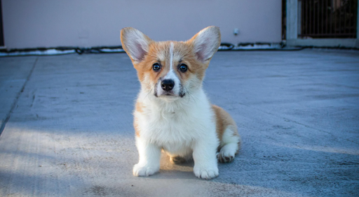 Puppies Learn First in