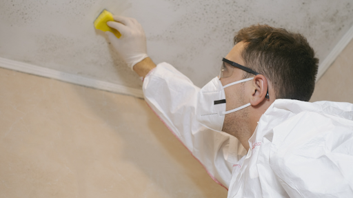 Professional Mold Removal