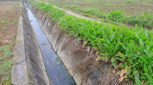 Custom Landscape Drainage System